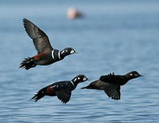 sea of ducks