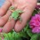 treefrogblog