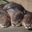 river otters