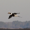long-tailed duck/ oldsquaw