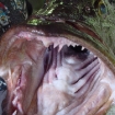 lingcod mouth