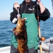 red lingcod