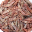 coonstripe shrimp