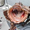 lingcod mouth