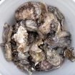 fresh Hood canal oysters