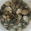 Spring steamer clams