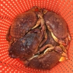 Dungeness Crab