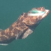 Lingcod on the  fly