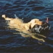 Marley dog  retrieving a surf 2002