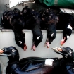 Whitewing scoters