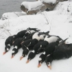 Scoter hunt in the snow