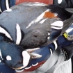 banded blue duck