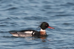 red breasted merganser