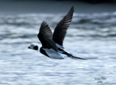 oldsquaw longtailed duck